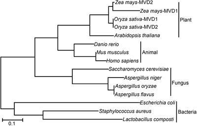 Mevalonate Diphosphate Decarboxylase MVD/Erg19 Is Required for Ergosterol Biosynthesis, Growth, Sporulation and Stress Tolerance in Aspergillus oryzae